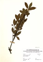 藏品(紅淡)的圖片